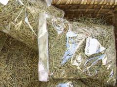Dried Rosemary