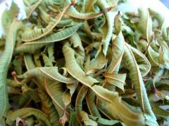 Leaves of verbena