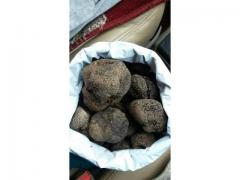 Truffe Maroc