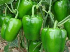 PEPPER CALIFORNIA WONDER GREEN:  IN BOX CARTON PCB 222 AT 5 KG NET WEIGHT AND 110 BOX/PAL STANDART