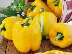 PEPPER CALIFORNIA W. YELLOW : IN BOX CARTON PCB 222 A 5 KG/COLI AND 110 BOX/PAL STANDARD