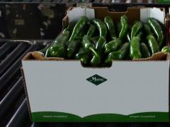CHILI PEPPER GREEN OR RED:  IN BOX  CARTON PCB 215 AT 4 KG/BOX AND 150 BOX/PAL STANDARD