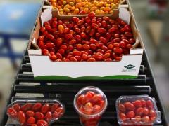BABY PLUM TOMATO:  IN BARQUET 250G OR 500G