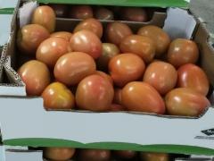 TOMATES ITALIENNES :  EN BOITE DE CARTON A  6 KG POIDS NET ET 150 BOITE/PAL STANDARD.