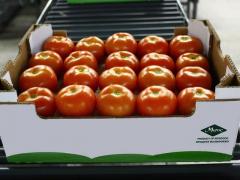 TOMATE RONDE (VARIÉTÉ: CALVI,TOUAREG):  EN BOITE DE CARTON A 6 KG POIDS NET