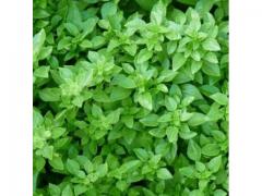 Basil / الريحان