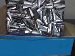 FROZEN SARDINE PILCHARDUS HGT