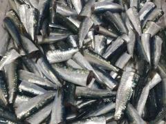 FROZEN SARDINE PILCHARDUS  HEADED GUTTED