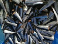 FROZEN SARDINE PILCHARDUS  HEADED GUTTED