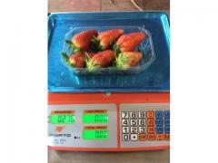 Strawberry fresh from morocco
