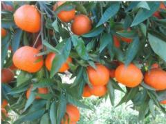 CLEMENTINES OROGRANDE CERTIFIES BIO,  TOUS CALIBRES, ORIGINE MAROC,