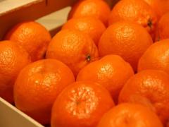 CLEMENTINES OROGRANDE,IN BOX 10 KG NET WEIGHT AND 117 BOX/PAL