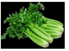 IMPORT - BUY : Looking for celery from Morocco