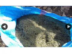 Oriental rosemary origin Morocco
