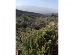 Oriental rosemary origin Morocco