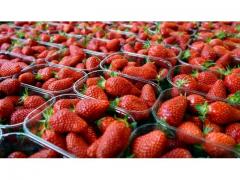 Fresh and Frozen Strawberries (sabrina , savana , festival , fortuna , sanandreas , victory)