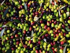 200 Tons of olives Picholine of Languedoc, green olives to be canned, 19/21 Calibers