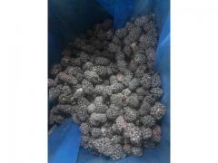 Frozen Blackberries : well cleaned; produced at full maturity