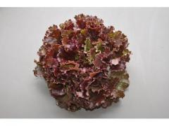 Salad red batavia  Moroccan origin