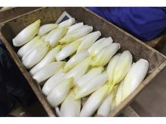 Endives fraiches d'origine marocaine