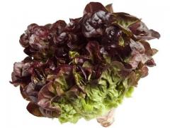 salad Red Oakleaf lettuce moroccan origin