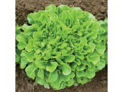 Salad Green Oakleaf moroccan origin