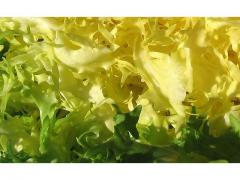 Fresh salad  Scarole moroccan origin