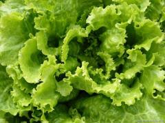 Fresh salad  Scarole moroccan origin