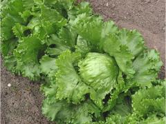 Fresh salad Iceberg moroccan origin