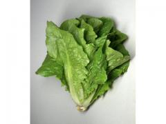 Salade laitue romaine d'origine marocaine