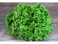 Salad Green battavia lettuce, Origin Morocco
