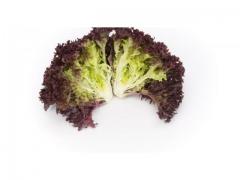 Salad Lollorosso (red coral lettuce), moroccan  origin