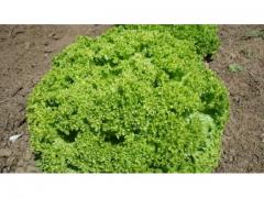 Salad Green leaf lettuce, Origin : Morocco