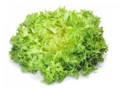 Salad Green leaf lettuce, Origin : Morocco