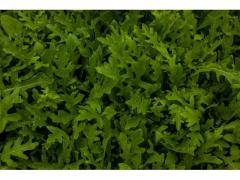 salad  Rocket moroccan origin