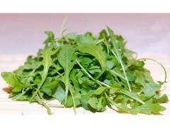 salad  Rocket moroccan origin