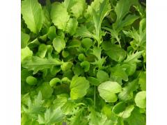 Mesclun salad moroccan origin