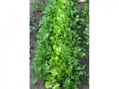 Mesclun salad moroccan origin