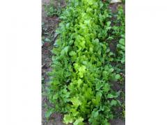 Salade Mesclun d'origine marocaine