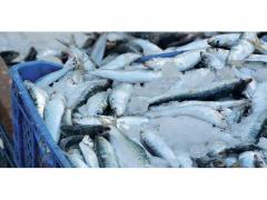 Sardines of the highest quality Morocco origin