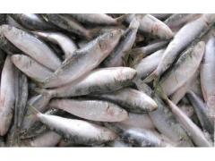 Sardines de haute qualité origin Maroc