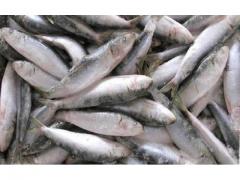 Sardines of the highest quality Morocco origin