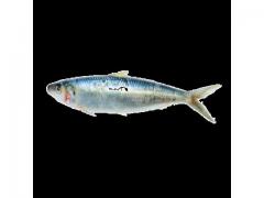 Sardinella of high quality origin Morocco