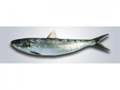 Sardinella of high quality origin Morocco