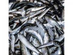Bait fish of high quality origin morocco