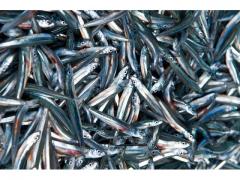 Bait fish of high quality origin morocco