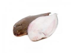 High quality sole fish origin Morocco