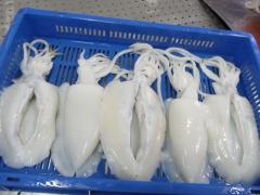Cuttlefish of high quality origin Morocco