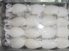Cuttlefish of high quality origin Morocco