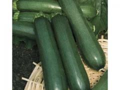 Fresh zucchini origin Morocco